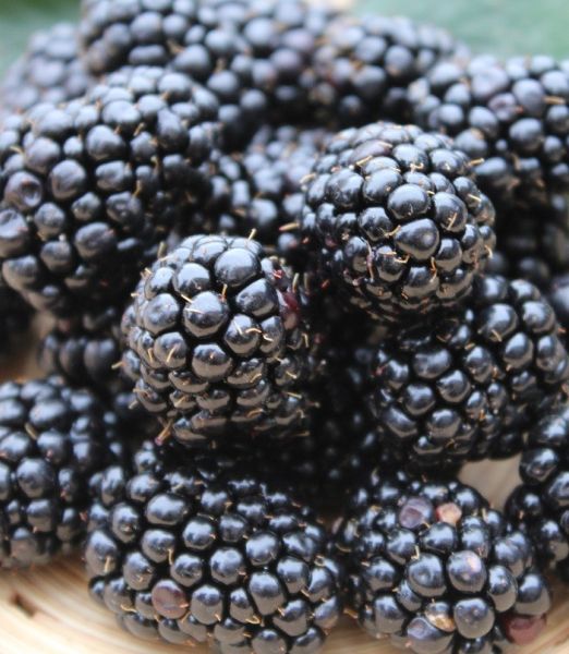Rubus fruticosus 'Triple Crown'